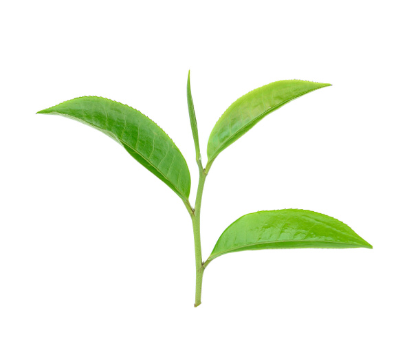 Green tea leaf isolated on white background - Fotografie, Obrázek