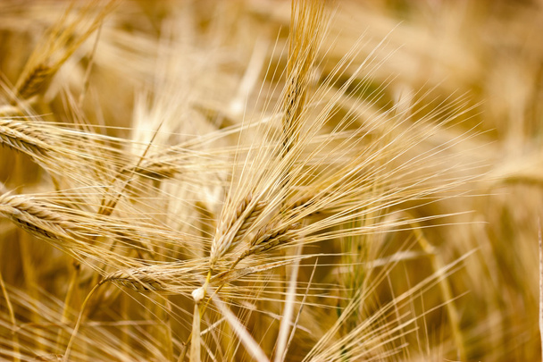 Campo di cereali - campo di coltura nel tardo pomeriggio
 - Foto, immagini