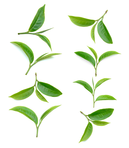 tea leaf isolated on white background - Foto, Imagem