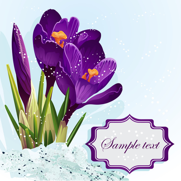 Background with purple crocuses in the snow-EPS10 - Vecteur, image