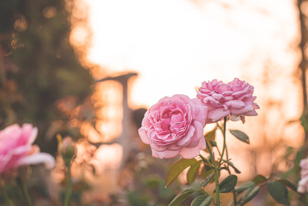 pink rose in garden, bright sunset light, floral background. Selective focus. - Фото, изображение