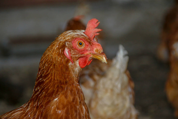 Kana, jolla on punaiset höyhenet ja joka asuu maatilalla - Valokuva, kuva