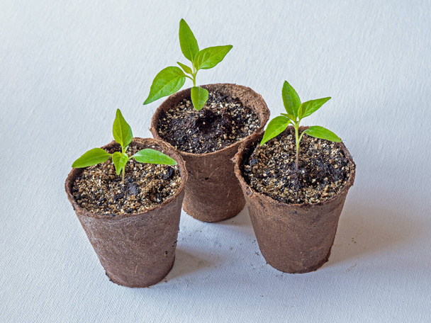 Three chilli pepper seedlings, variety Basket of Fire, growing in fibre pots on a white background - Foto, Bild