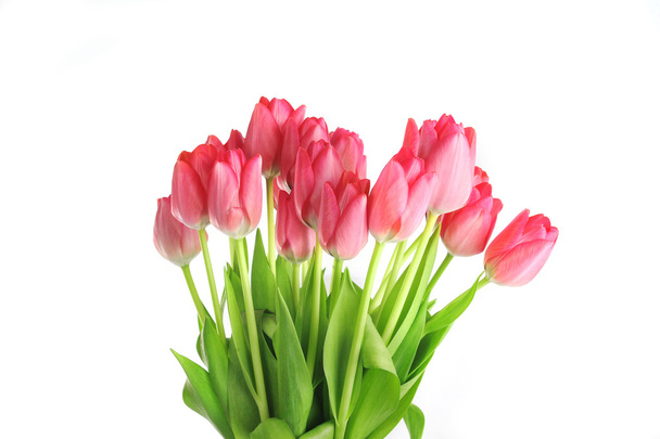 Red tulips - Foto, afbeelding