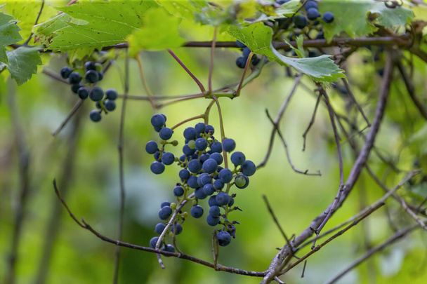 The Wild Grape Vine Vitis riparia - Fotografie, Obrázek