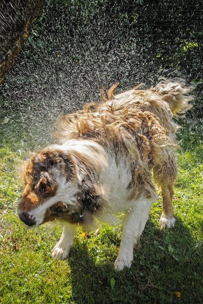 Собака виплескає воду
 - Фото, зображення