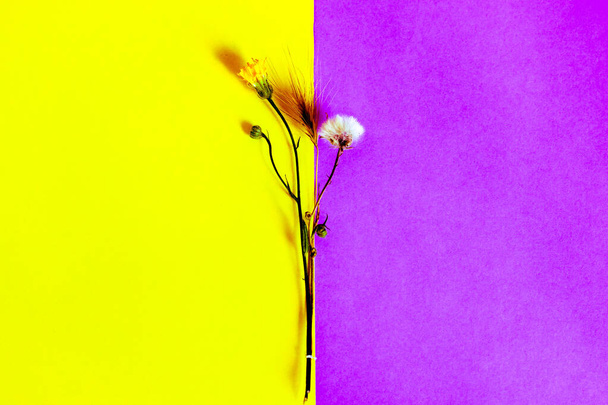 Flores silvestres y una espiga de trigo sobre un fondo minimalista bicolor amarillo-púrpura. Hermosa natural moderno brillante telón de fondo vista superior. Arreglo floral con sombras de contraste en un día soleado. - Foto, imagen