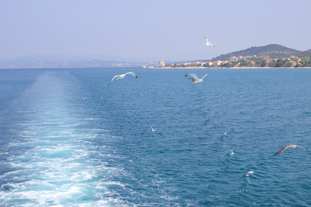 Sea gulls fly behind a ship - Φωτογραφία, εικόνα