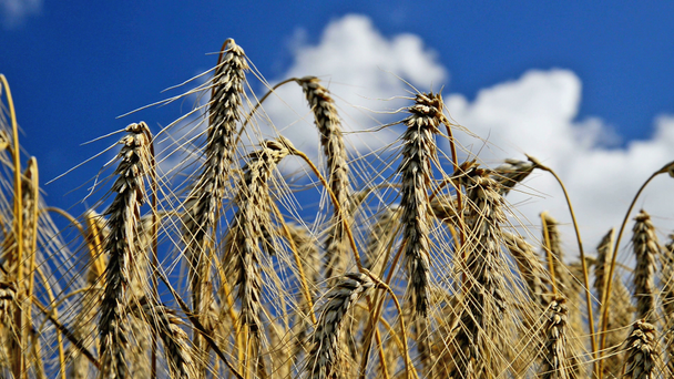 Detail of wheat field - Footage, Video