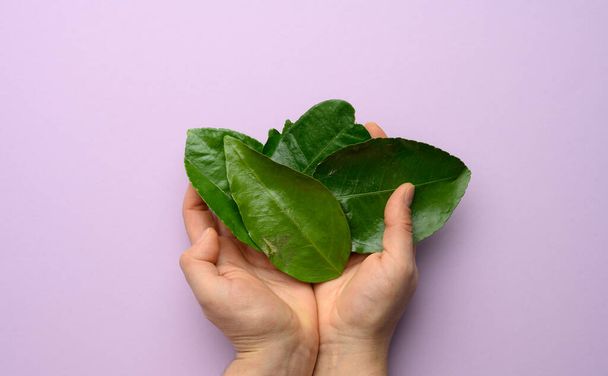 two female hands holding green tangerine leaves on a purple background, top view - Fotografie, Obrázek