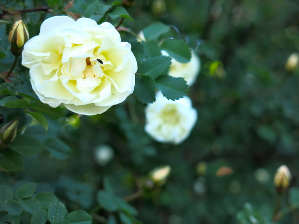 夏に白いバラの花を咲かせます - 写真・画像