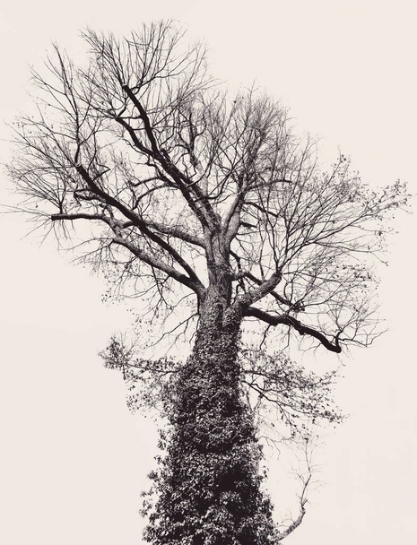 Black and artful big tree on beige background - Foto, Imagen