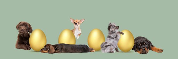 five puppies arranged around golden Easter eggs in front of a pastel green background - Photo, Image