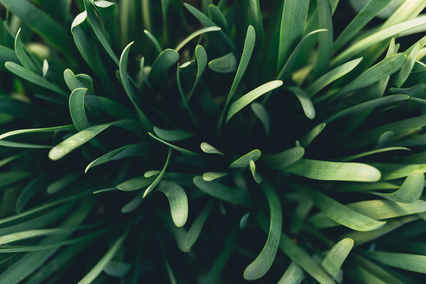 Small fresh green garlic leaves with macro effect. High quality photo - Fotografie, Obrázek