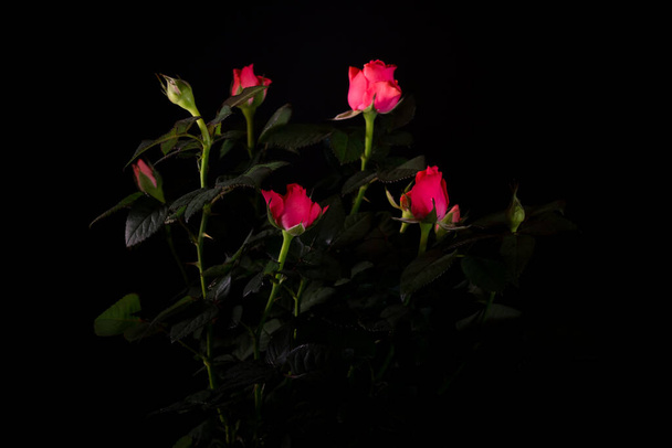 bouquet of beautiful rose close-up on a black background - Fotó, kép