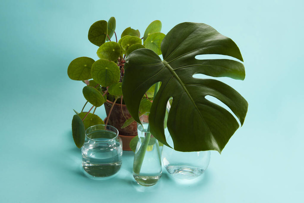 3 transparent glass vases filled with clear water and a branch of monstera deliciosa inside in front of a potted pilea peperomioide plant on a turquoise background. Play of light and transparency. Minimal still life color photography - Foto, Imagem