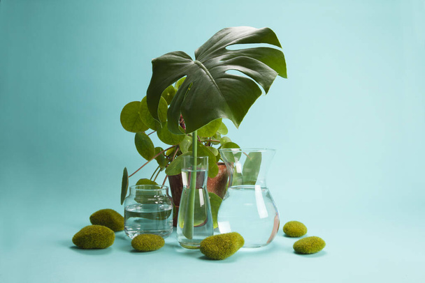 transparent glass vases filled with water and a branch of monstera deliciosa inside in front of a potted pilea peperomioide plant on a turquoise background with moss rock. Play of light and transparency. Minimal still life color photography - Photo, Image