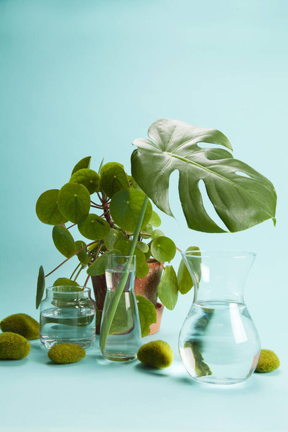 transparent glass vases filled with water and a branch of monstera deliciosa inside in front of a potted pilea peperomioide plant on a turquoise background with moss rock. Play of light and transparency. Minimal still life color photography - 写真・画像