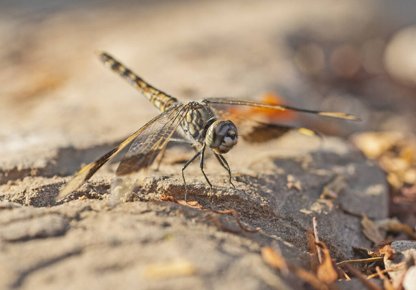 Closeup macro detail of wandering glider dragonfly Pantala flavescens perched on a stone footpath - Photo, Image