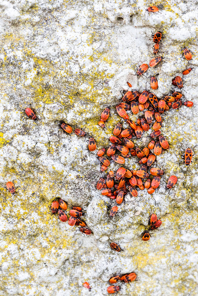 Common fire bugs on a wall - Zdjęcie, obraz