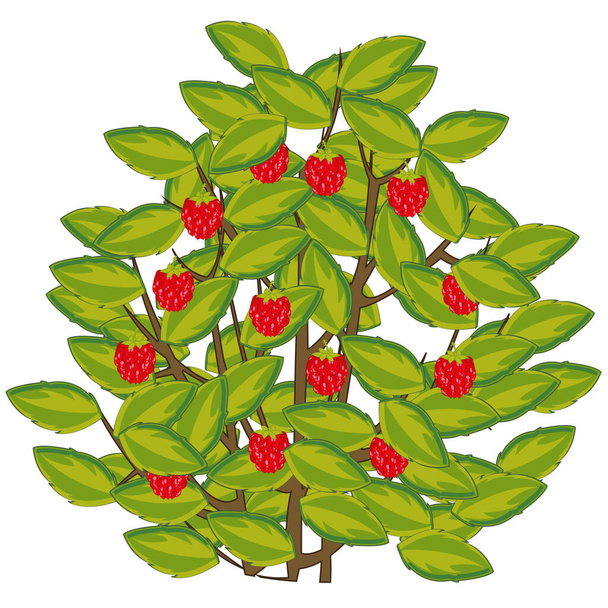 Vector illustration of the bush of the ripe berry of the raspberry - Fotó, kép