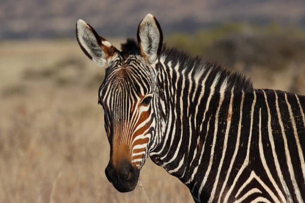 Mountain Zebra National Park, Jihoafrická republika: Portrét horské zebry, Zebra equus, kdysi vyhynulý - Fotografie, Obrázek