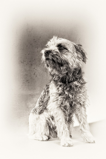 Posing, dog, terrier, Border Terrier, sitting, hairy, black and white - Photo, Image