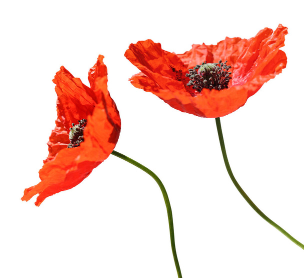 Beautiful red Poppies (Papaver rhoeas) isolated on white background, including clipping path. Germany - Фото, зображення