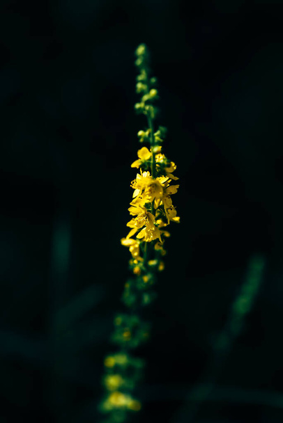 Stalk with yellow tiny flowers on dark blurred background - Fotó, kép