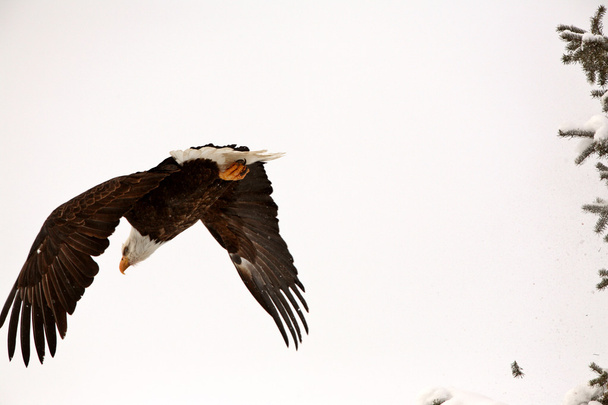 φαλακρός αετός λαμβάνοντας πτήση από το δέντρο - Φωτογραφία, εικόνα