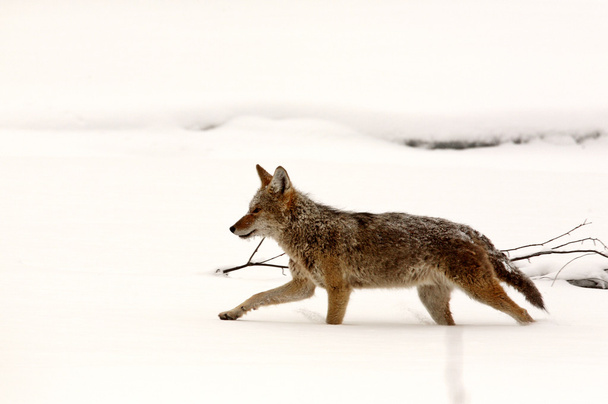 Coyote courant dans un champ enneigé
 - Photo, image