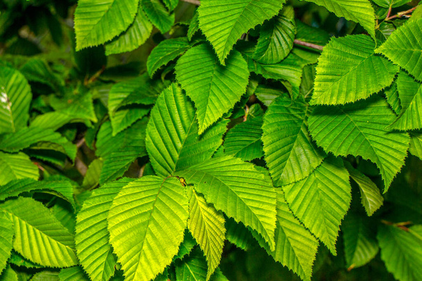 Green hazel leaves in the garden - Photo, Image