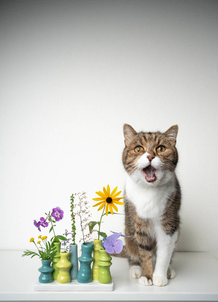 γάτα με διάφορα δυνητικά τοξικά φυτά σε μικρό βάζο λουλουδιών - Φωτογραφία, εικόνα