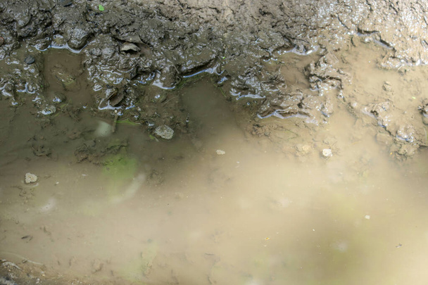 Puddle az erdőben eső után és mocsár - Fotó, kép