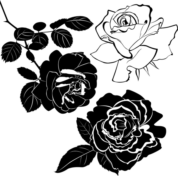 Black and white roses - Vector, Image