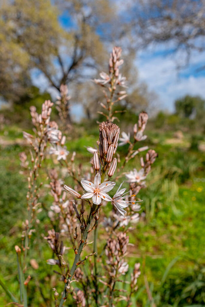 Close up of wild white Asphodel in nature in rural northern Israel - Photo, Image