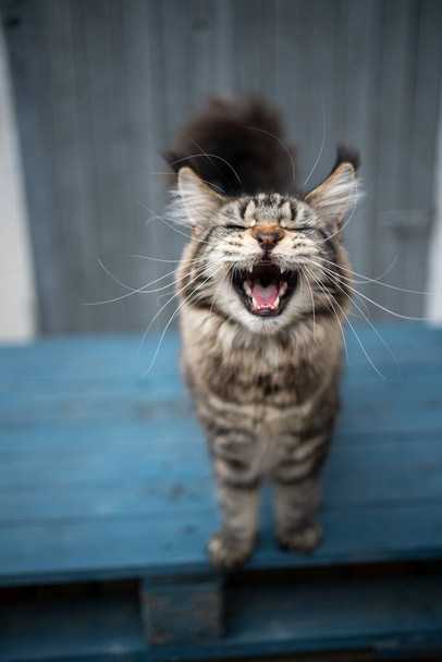 tabby maine coon chat miauler debout sur palette en bois à l'extérieur - Photo, image