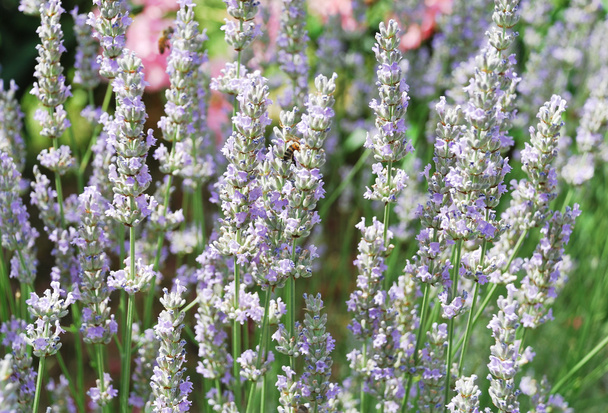 blooming lavender - Foto, Bild