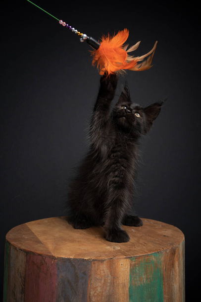černá maine coon kotě hrát s péro hračka - Fotografie, Obrázek