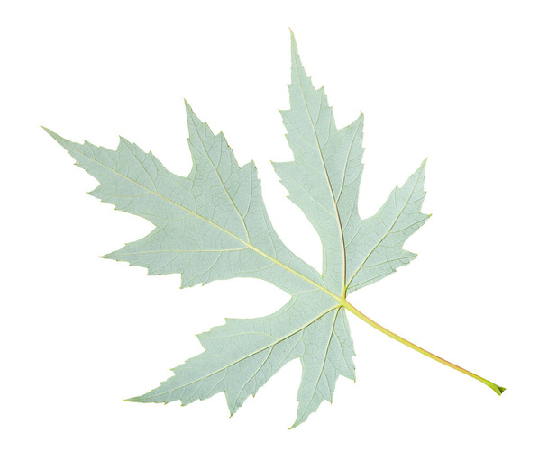 back side of fresh leaf of Silver Maple tree (Acer Saccharinum) isolated on white background - Φωτογραφία, εικόνα