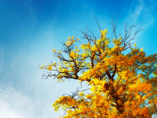 Autumn Tree - Photo, image