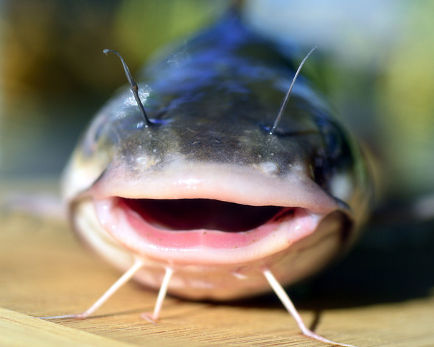 Balık yayın balığı. - Fotoğraf, Görsel