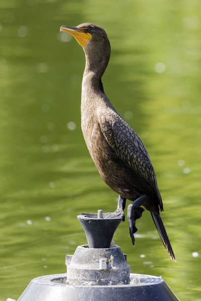 Juvenile double-crested cormorant standing on top of pond fountain. Santa Clara County, California, USA. - Photo, Image