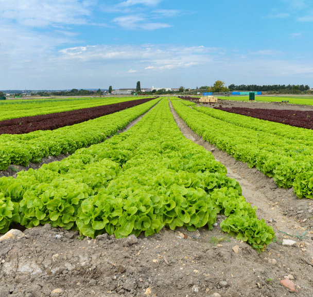 Salata tarlasıyla bahçıvanlık. Bu salata ve sebze yetiştiriciliği. - Fotoğraf, Görsel