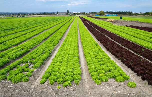 Puutarhanhoito salaattipellolla. Tämä on salaatin ja vihannesten viljelyä. - Valokuva, kuva