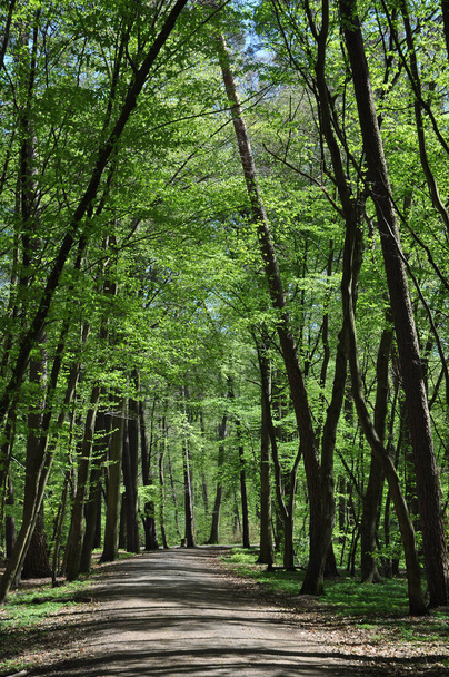Forest path in the spring - Zdjęcie, obraz
