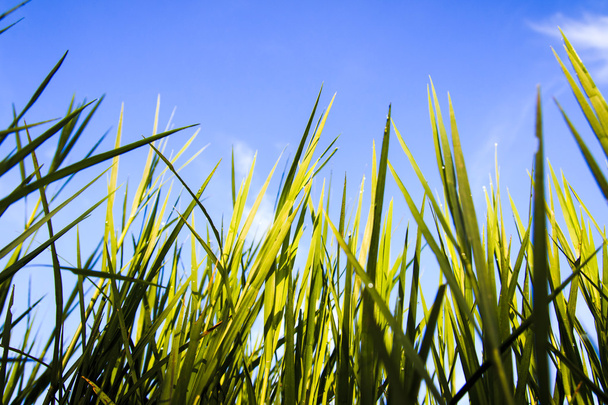 Green grass - Foto, afbeelding
