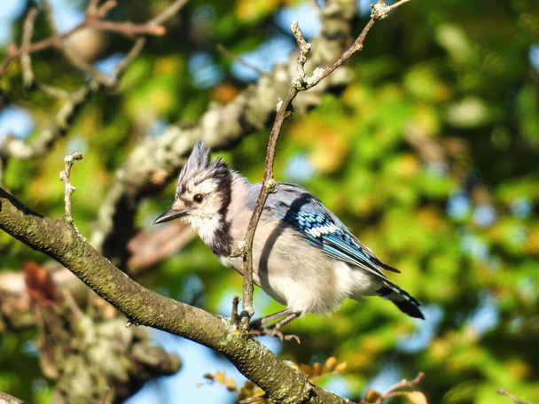 Blue Jay on a Branch: Блестящая голубая сойка, сидящая на ветке, пропитанной солнцем - Фото, изображение