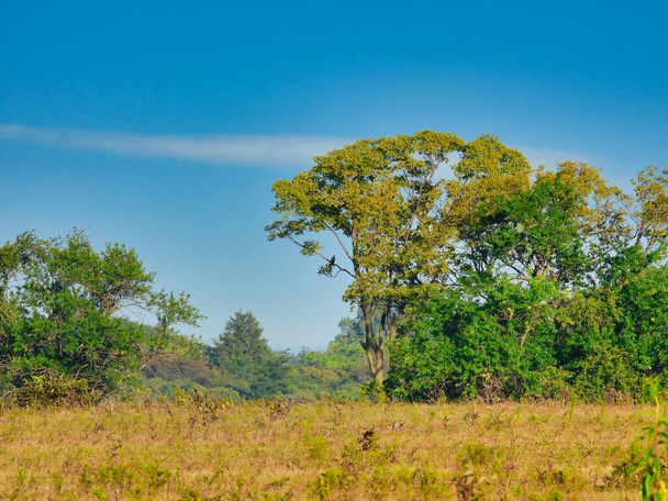 Ландшафтна сцена Вид прерії, що відкривається до лінії дерев з червоним хвостом яструба, розташований в нижній гілці Великого Дерева, Яскраве блакитне небо з смугою хмар на сонячному освітленому літній день - Фото, зображення