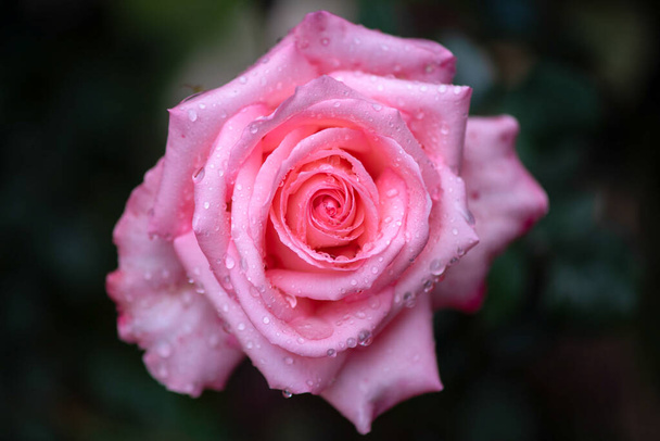 Розовая одноцветная роза с естественным зеленым размытым фоном в Израиле - Фото, изображение
